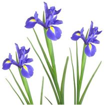 Iris